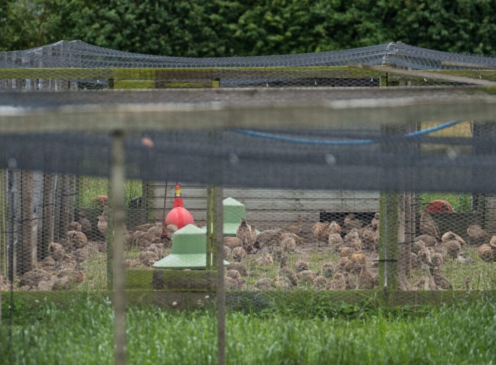 Security Fencing